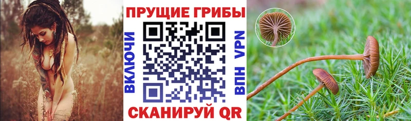 Псилоцибиновые грибы Psilocybe  Купить  Суджа 